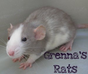 GrennasRats