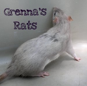 GrennasRats