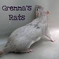 GrennasRats