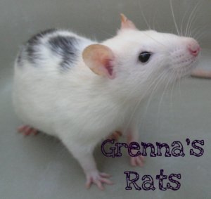 GrennasRats