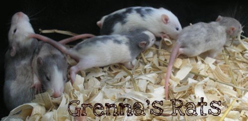 Lauren's got dibbs - fancy rats for sale