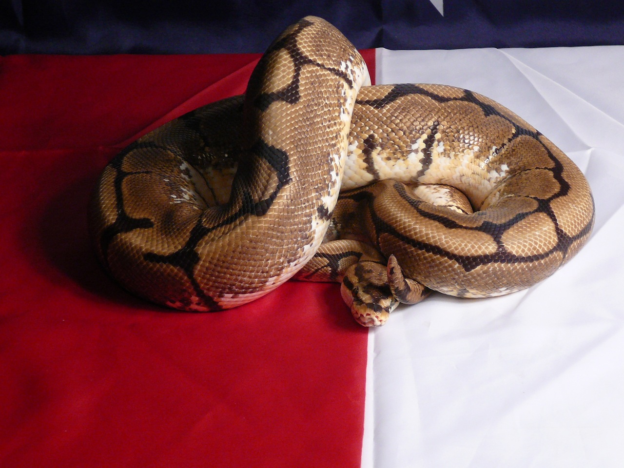 Snakes