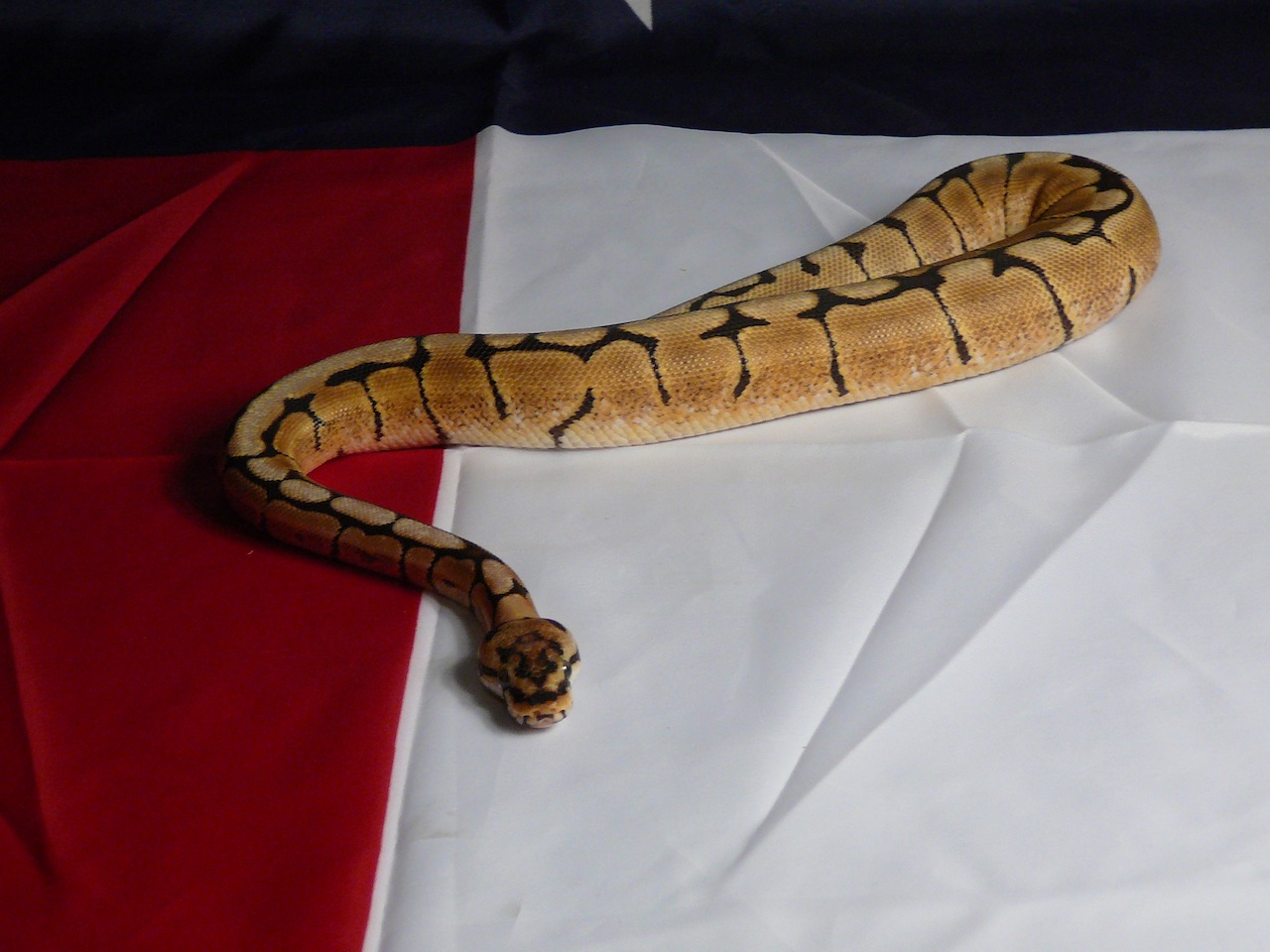 Snakes