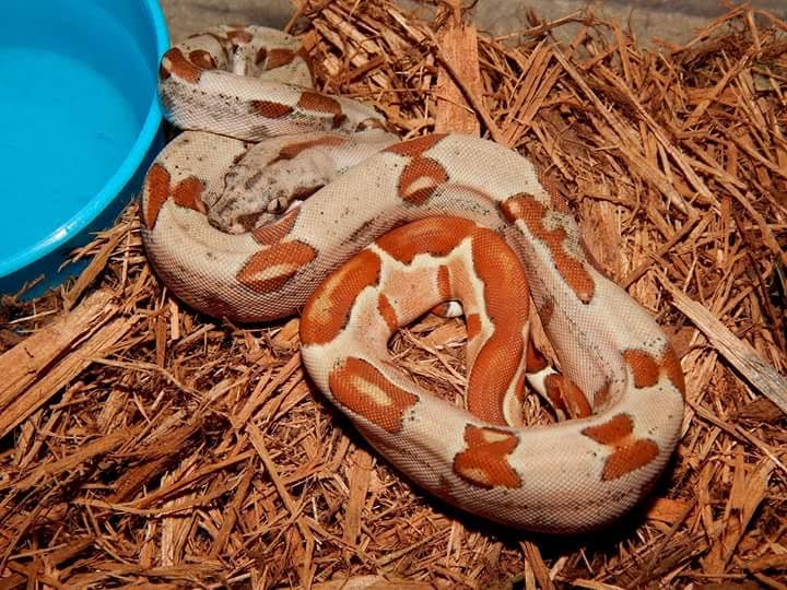 2015 Hypo Female Het Sunglow "Kyra"