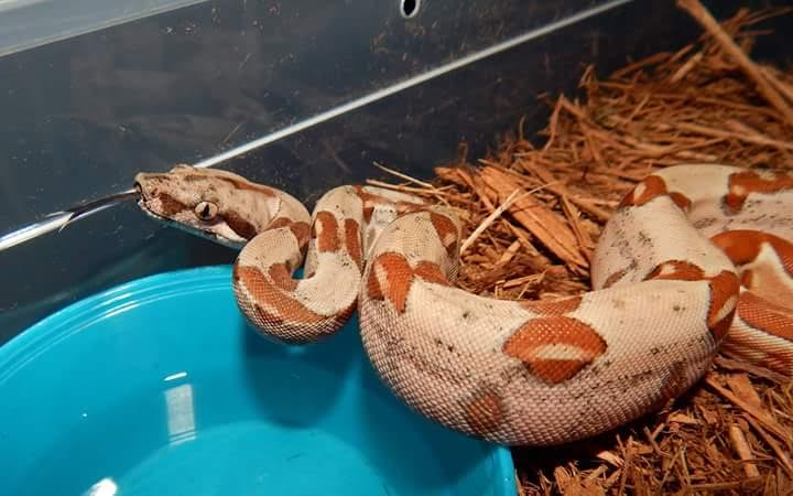 2015 Hypo Female Het Sunglow "Kyra"
