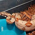 2015 Hypo Female Het Sunglow "Kyra"