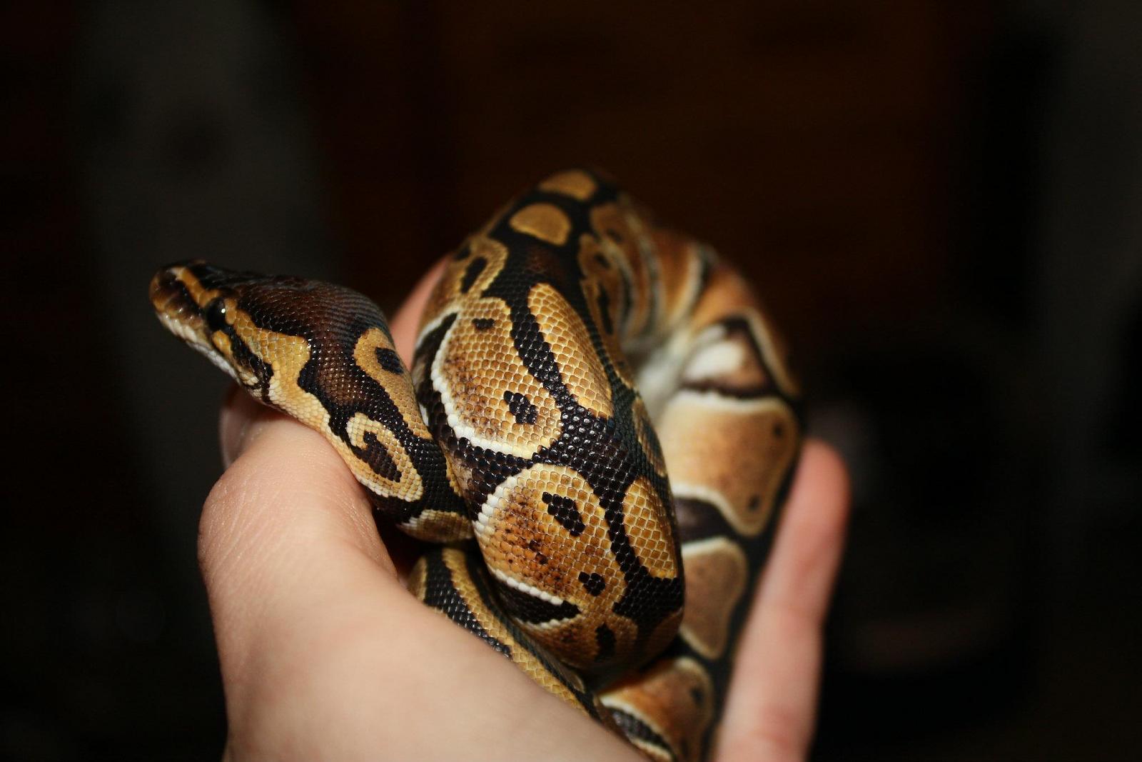 Palmer
