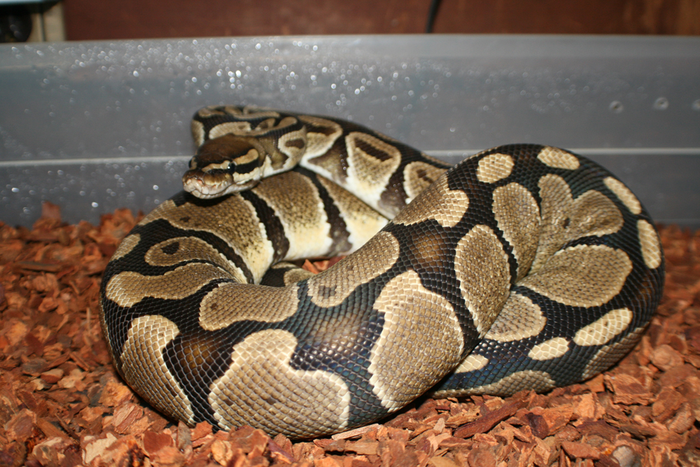 Female Normal Ball Python