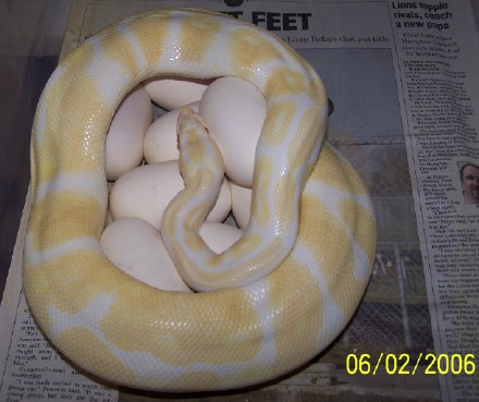 albinofemaleclutch
