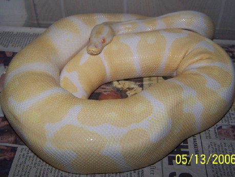 albinorotate
