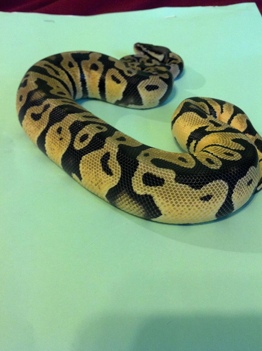 sheldon1