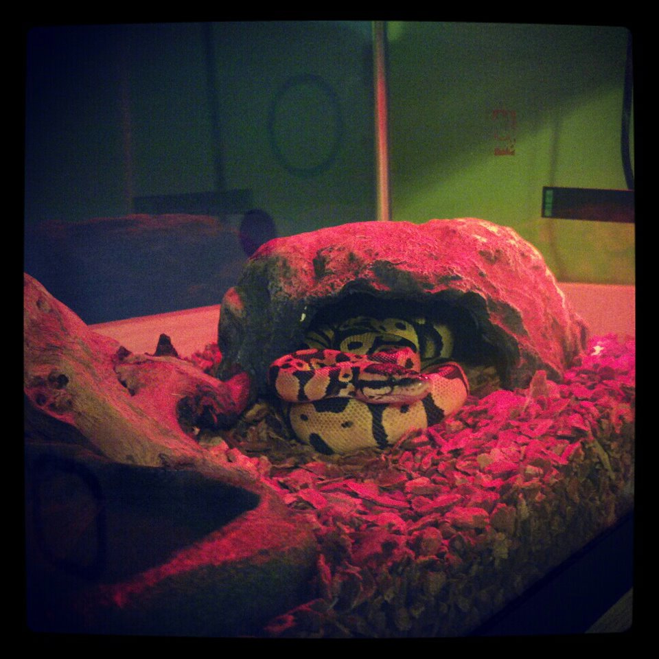 Sheldon at Night