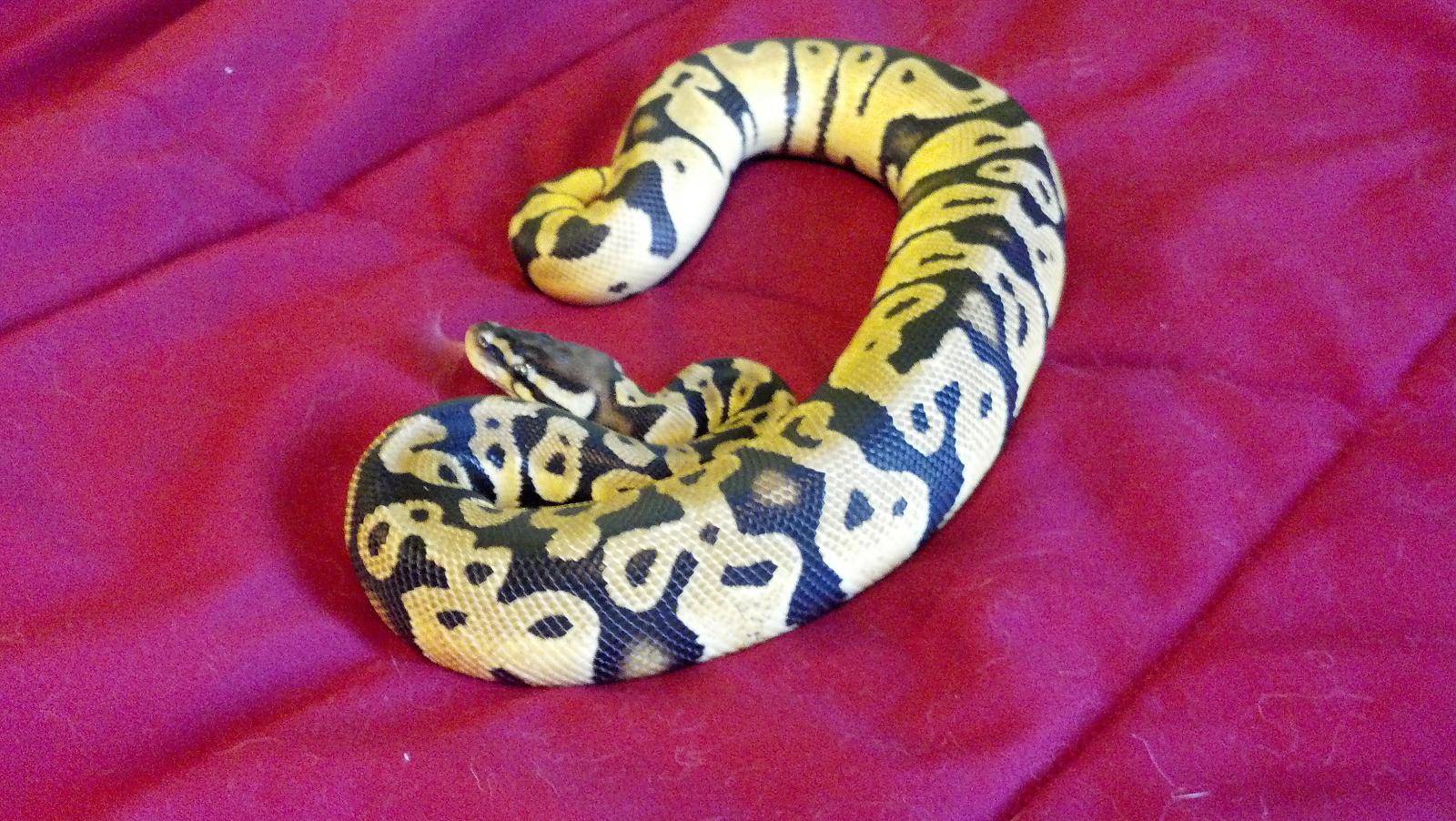 sheldon3