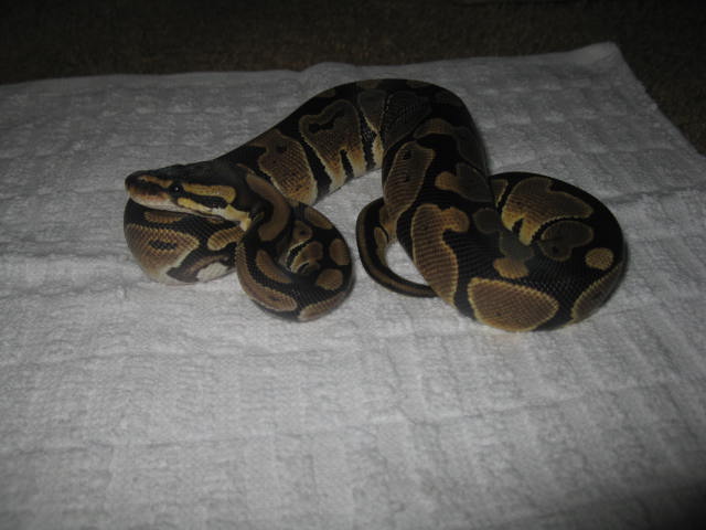 0.1 100% Het Albino