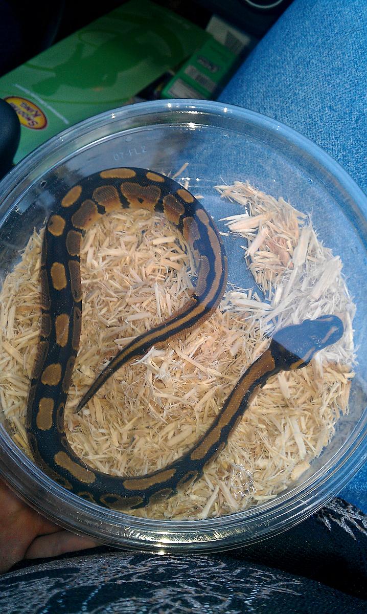 rocky ... sons new snake