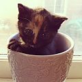 A mug of kitty
