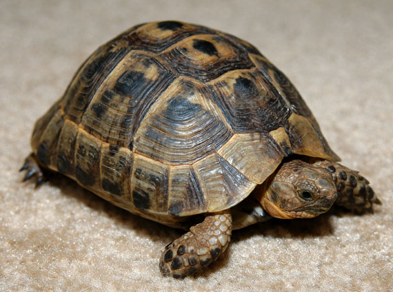 Greek Tortoise