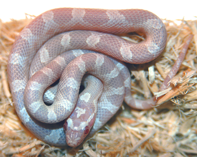 snow corn snake