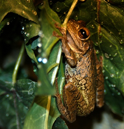 Cuban tree frog