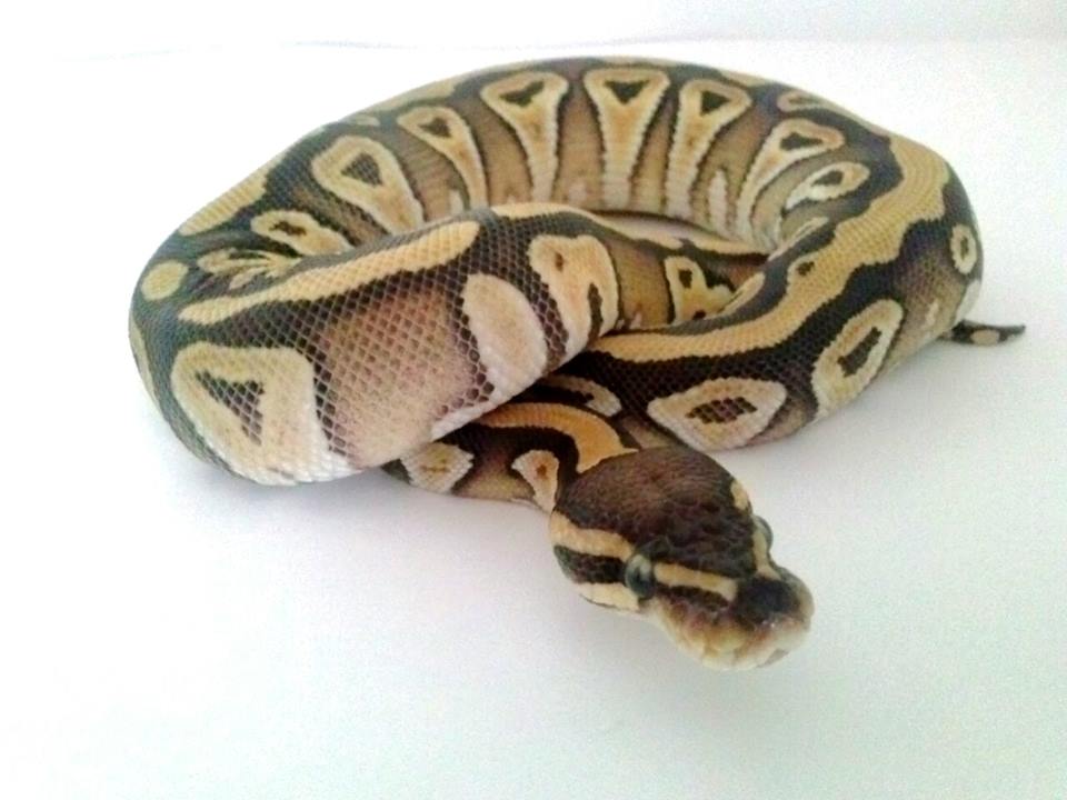 Achilles