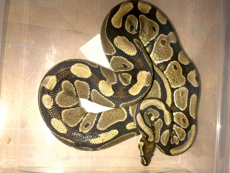 Female ball