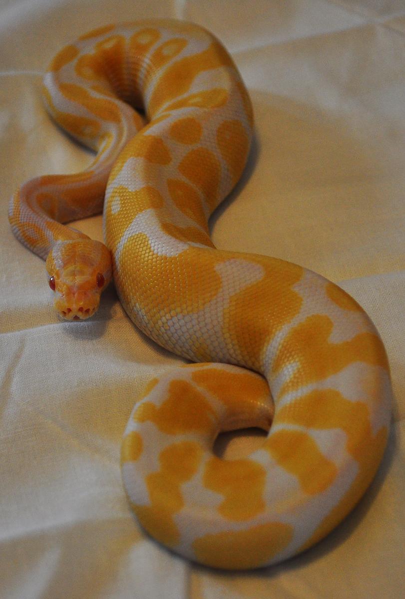 Kaa