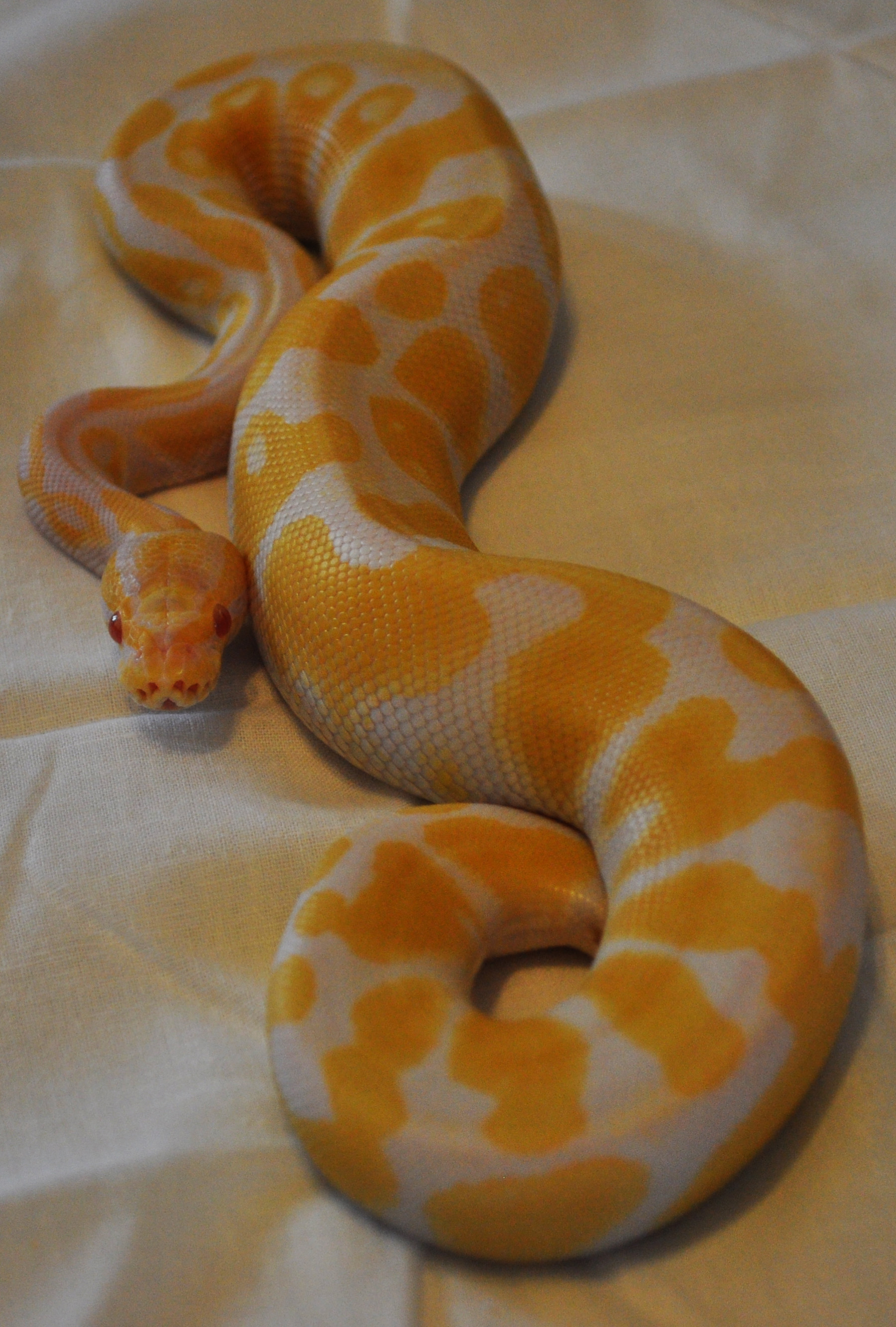 Kaa