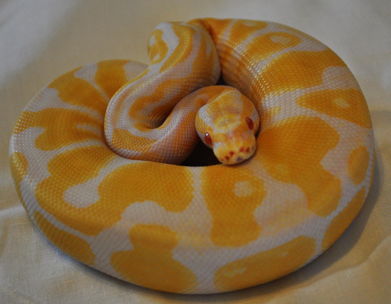 Kaa