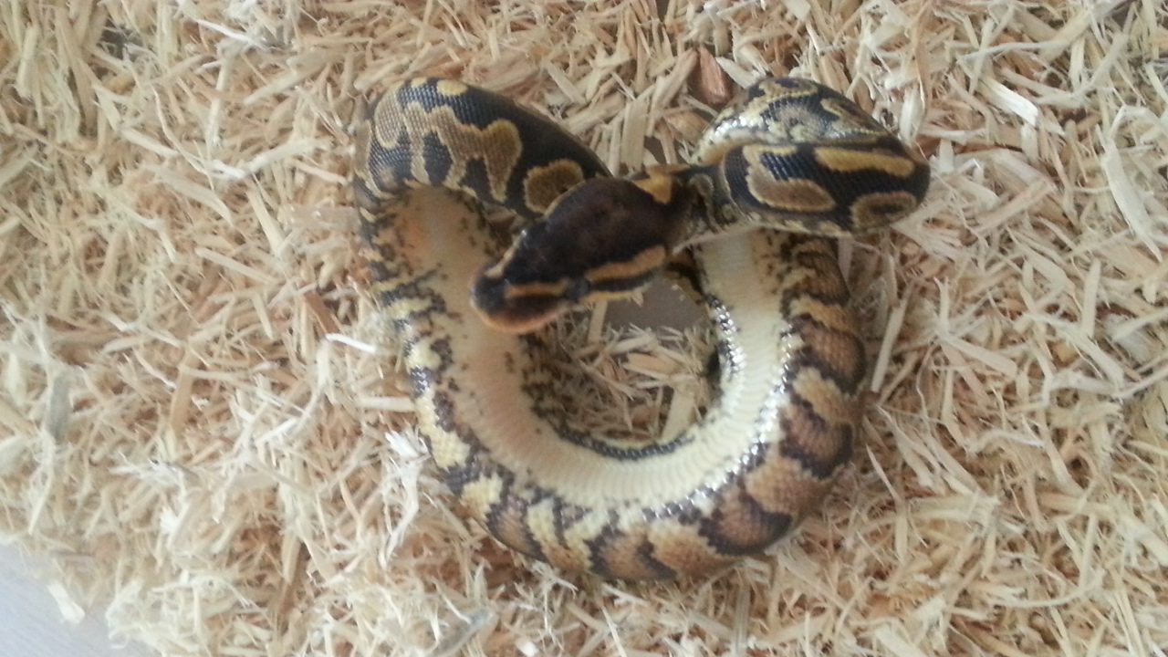 yellow belly