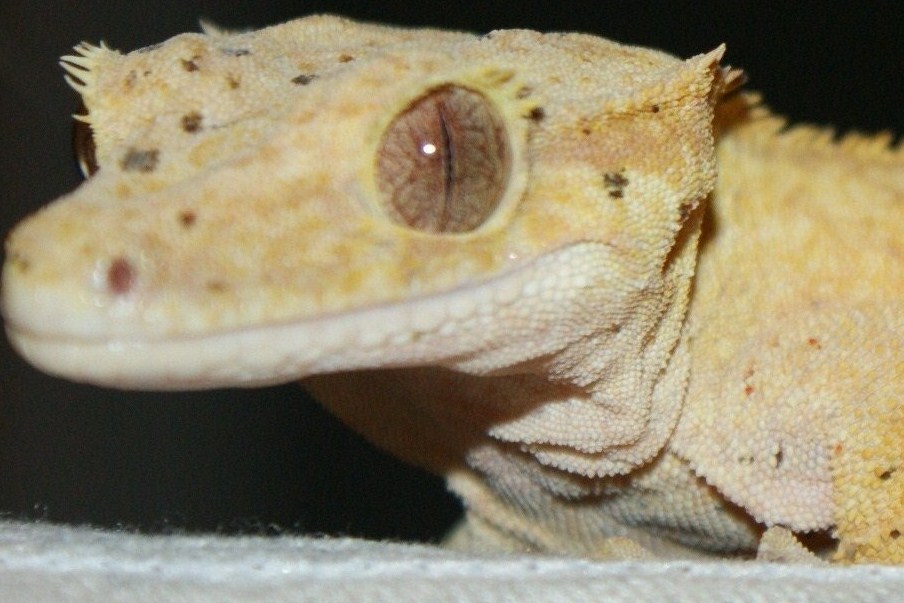 some of my reptiles :3