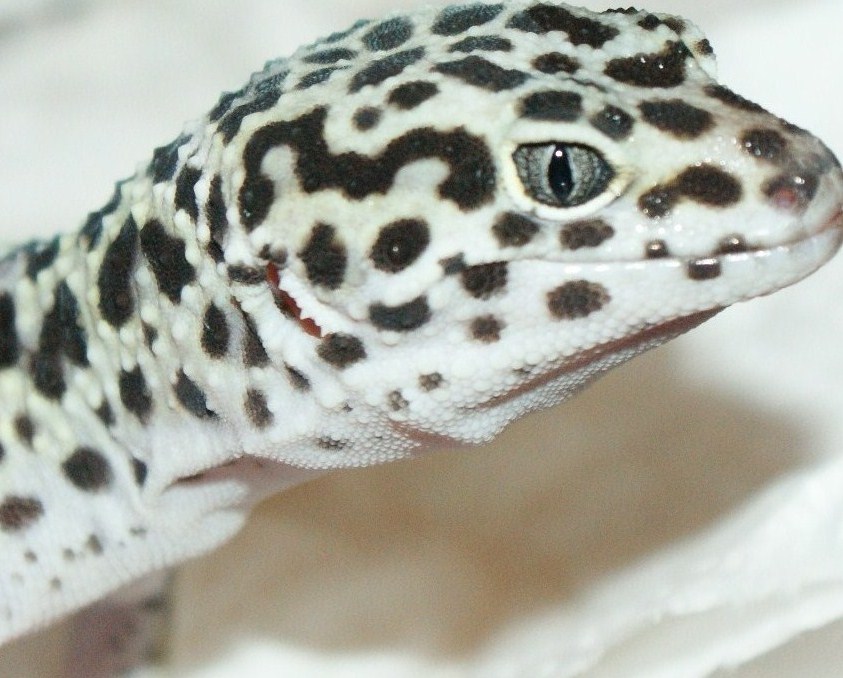 some of my reptiles :3