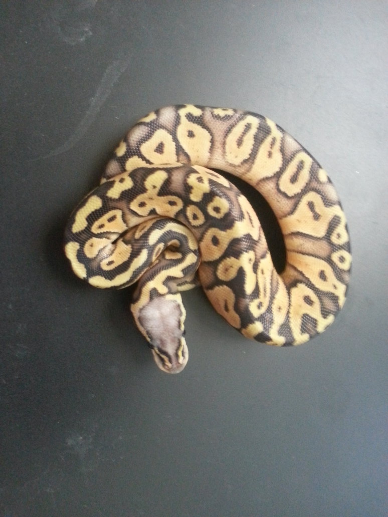 Firefly