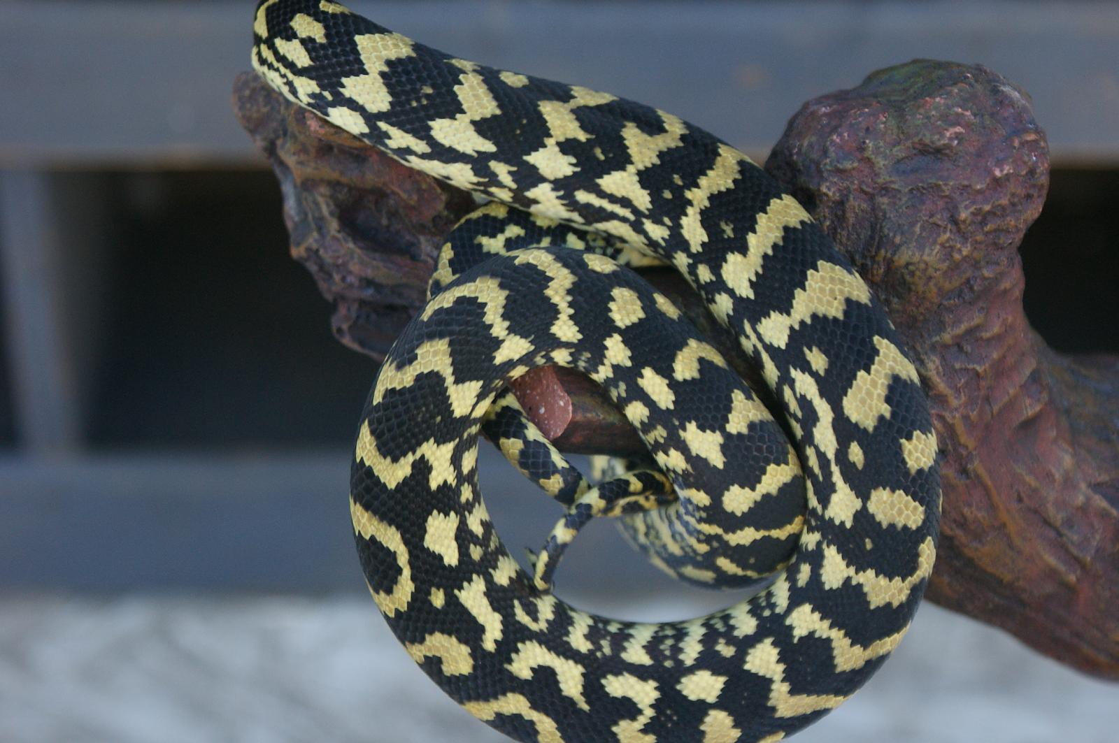 Carpet python