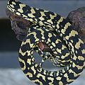 Carpet python