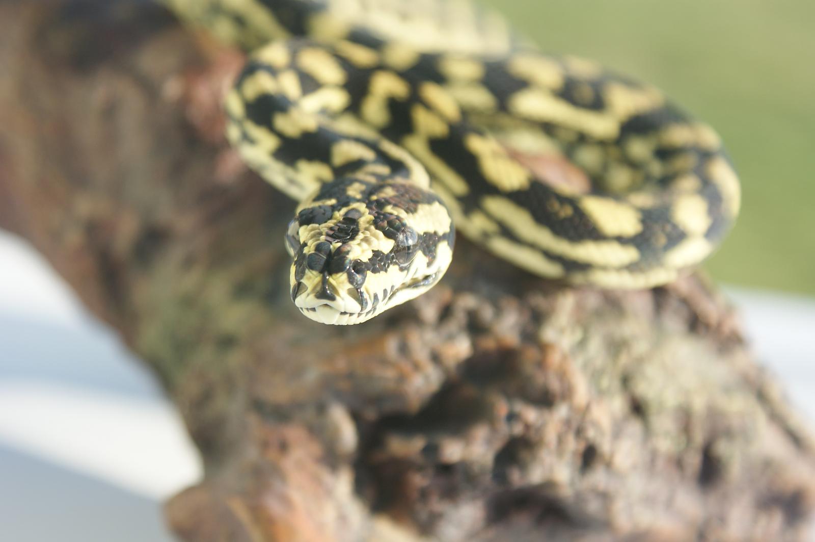 Carpet python