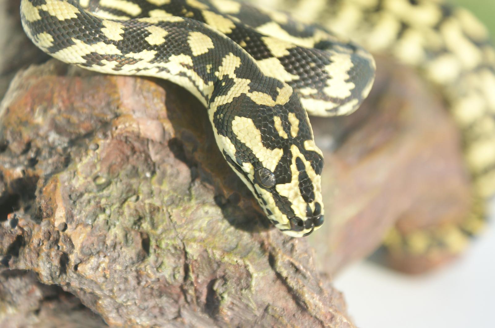 Carpet python