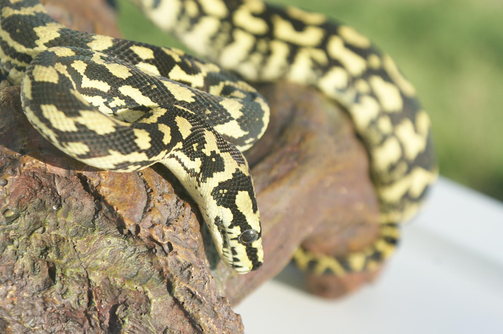 Carpet python