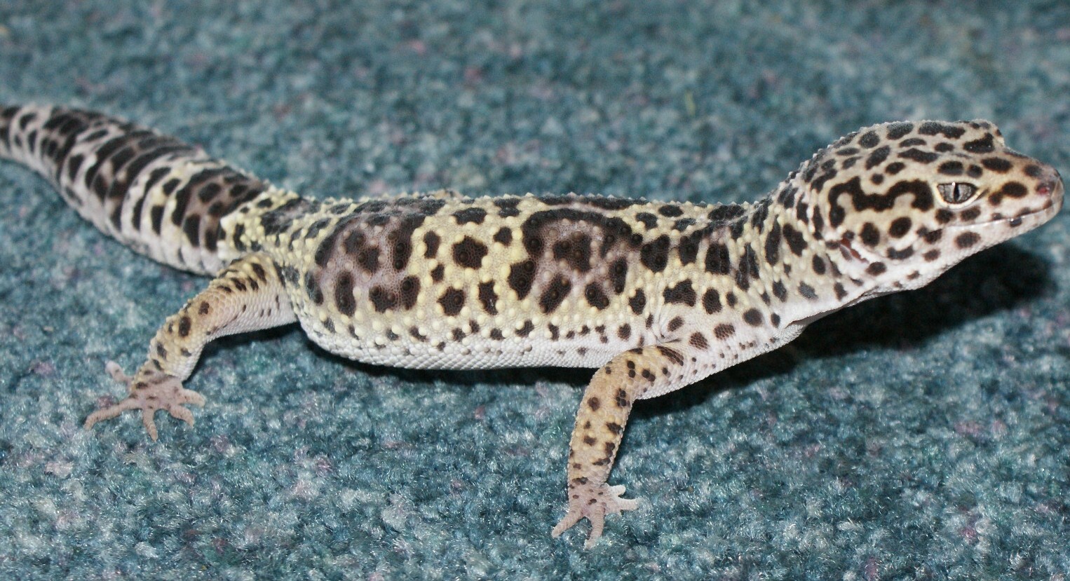 my pets 004