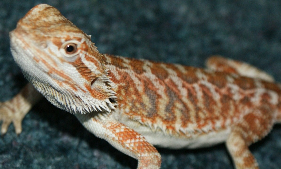 my pets 012