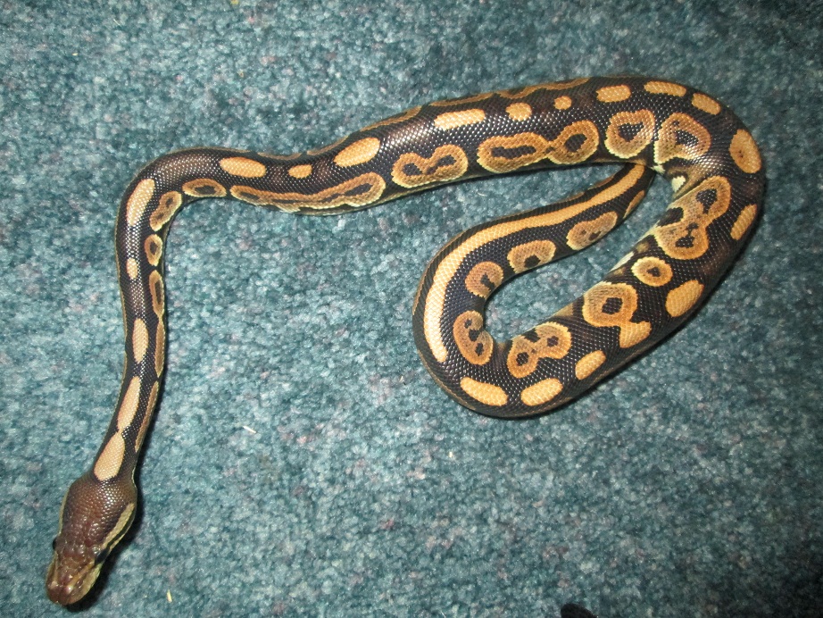 Black pastel