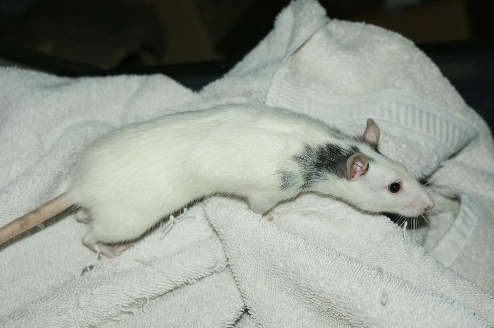Ratties