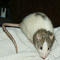 Ratties