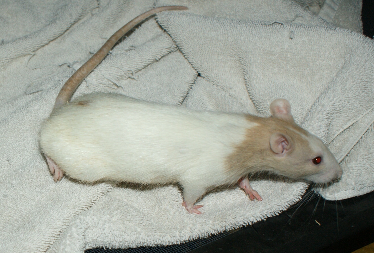 Ratties