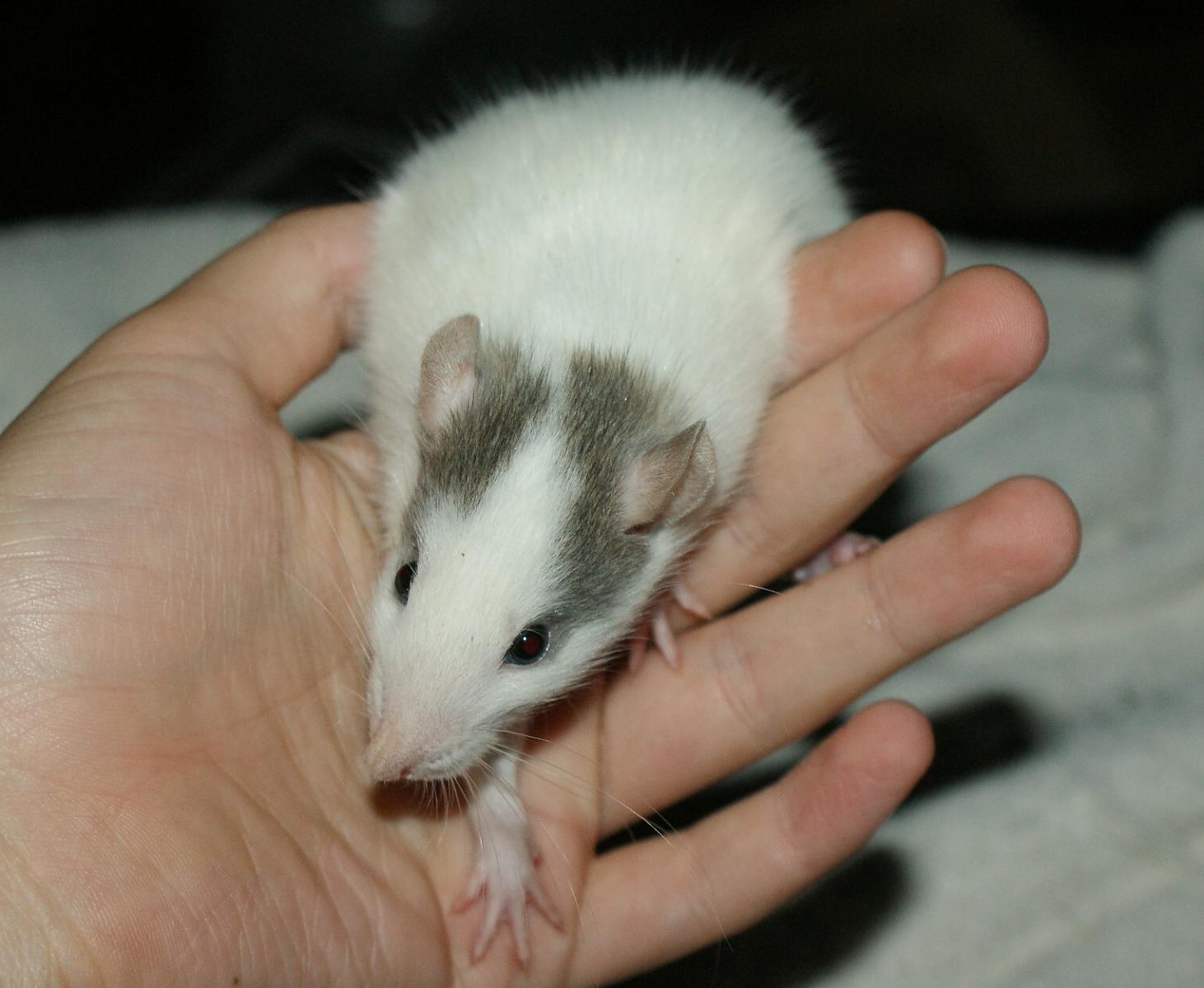 Ratties