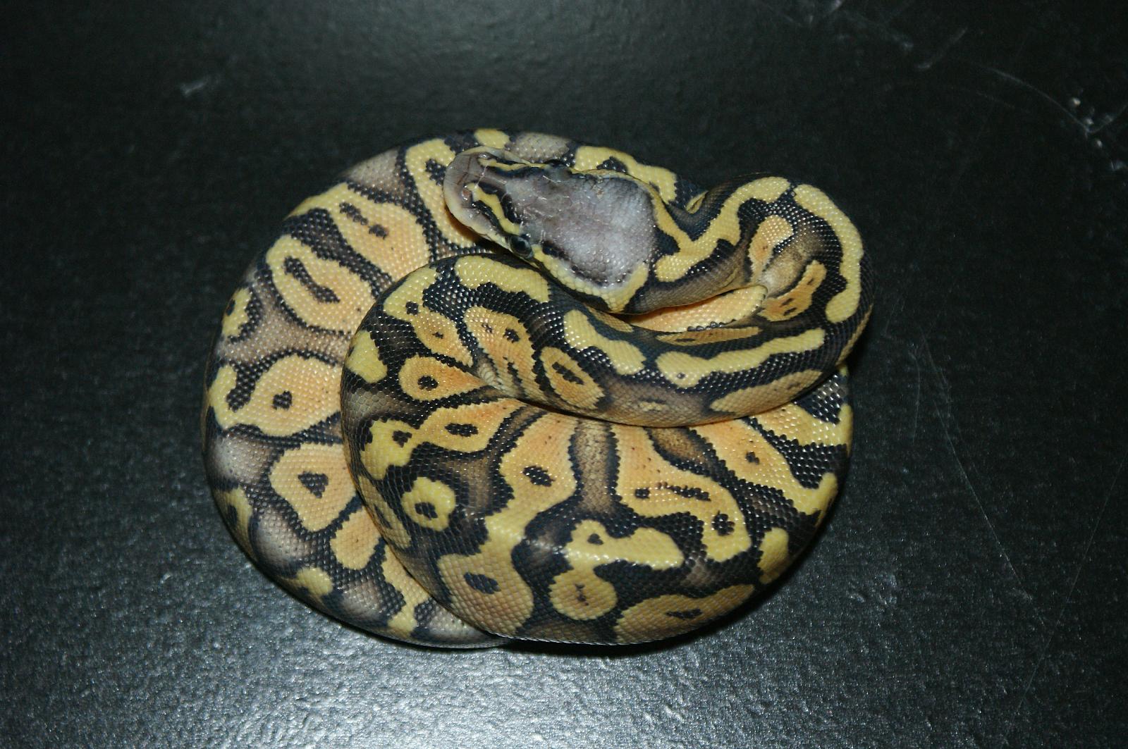 snakesssssss 005