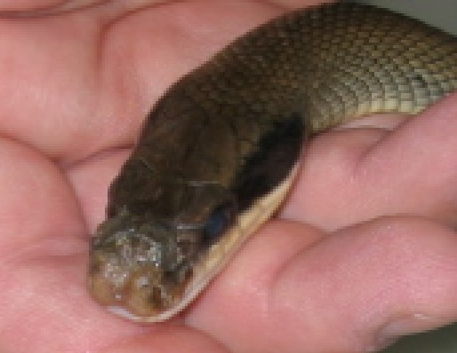 dead adult female Blue Beauty from Strictly Reptiles