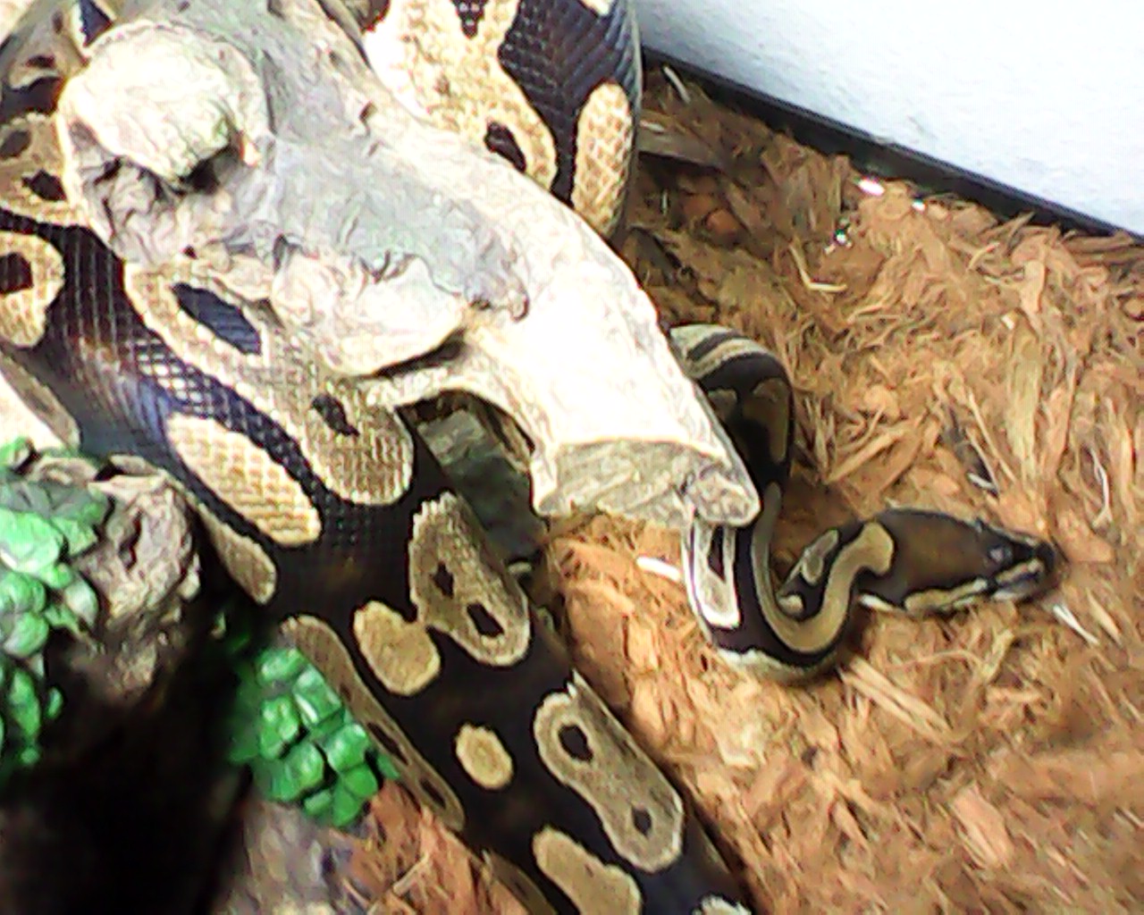 Ball Python 2