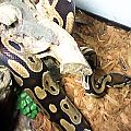 Ball Python 2