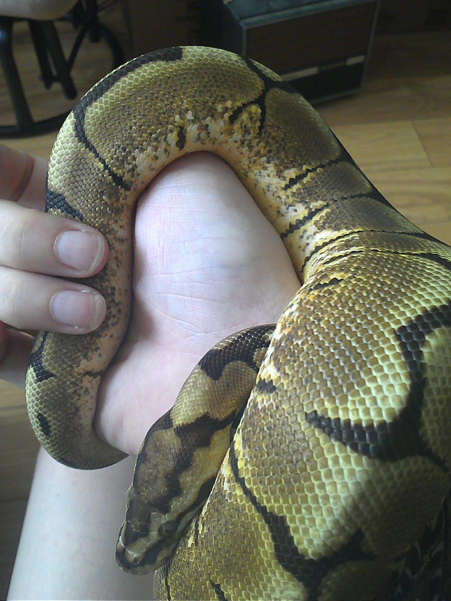 Fresh from shedding =D