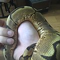 Fresh from shedding =D
